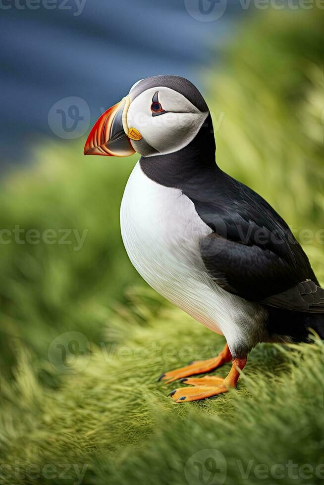 AI generated Puffin bird on a green grass patch. AI Generated photo