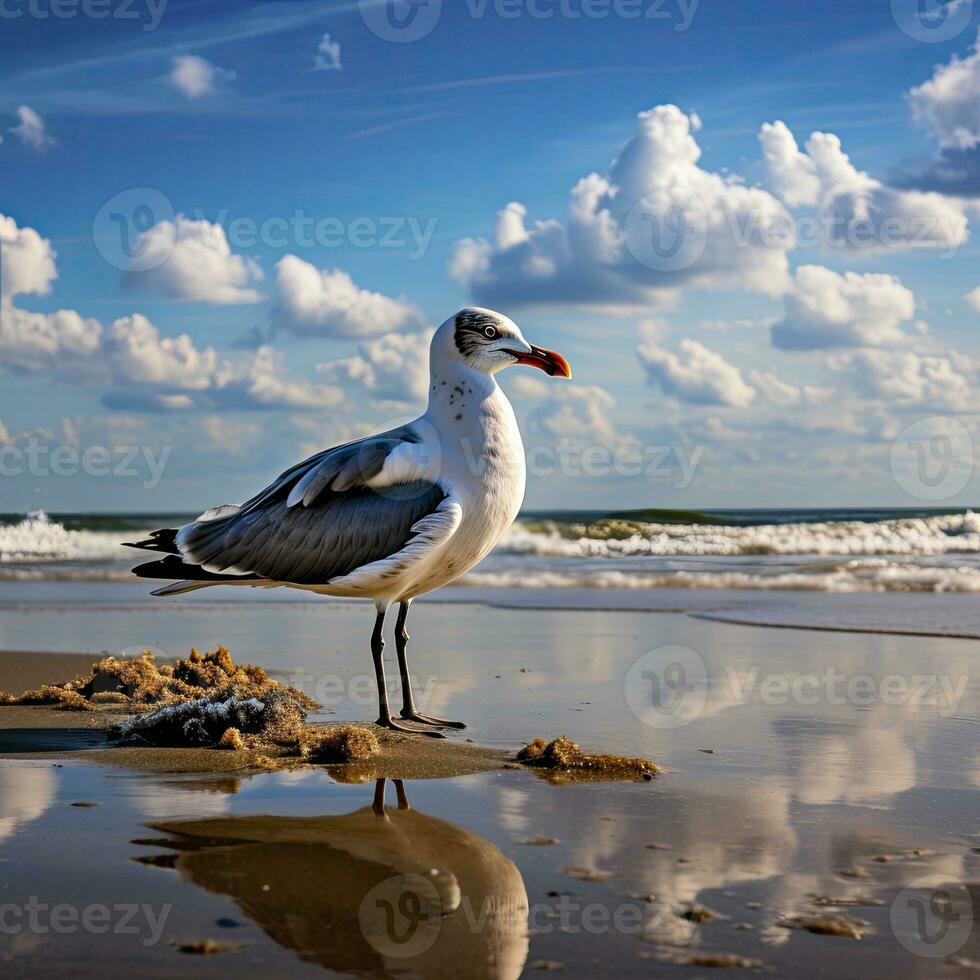 AI generated Seagull on the beach under blue sky. photo