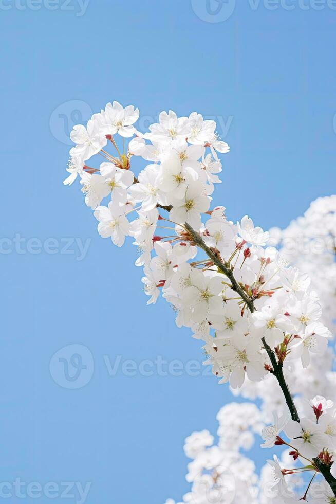 AI generated Cherry Blossom Against Clear Blue Sky.AI Generated. photo