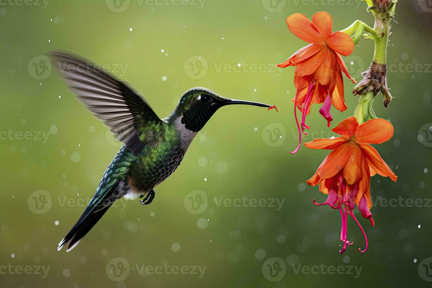 AI generated Hummingbird in Costa Rica. AI Generated. photo