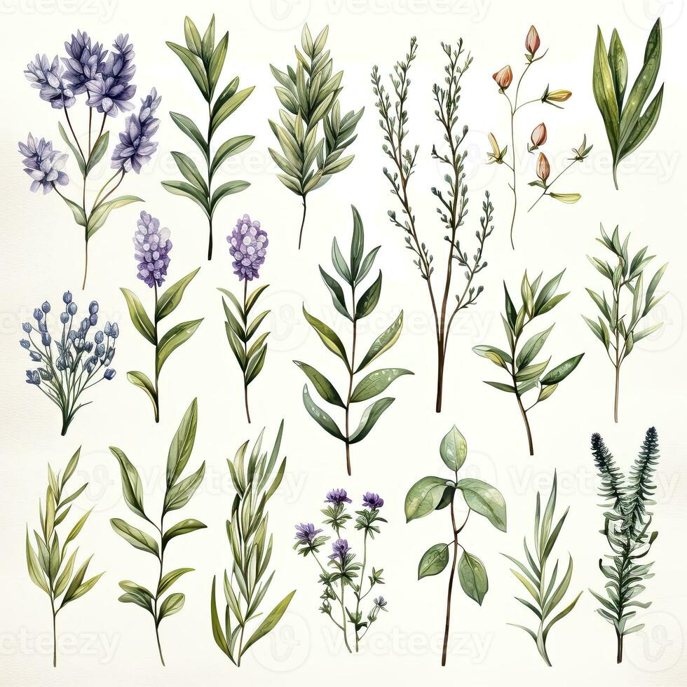 AI generated Collection of watercolor herbs clipart on white background. AI Generated photo