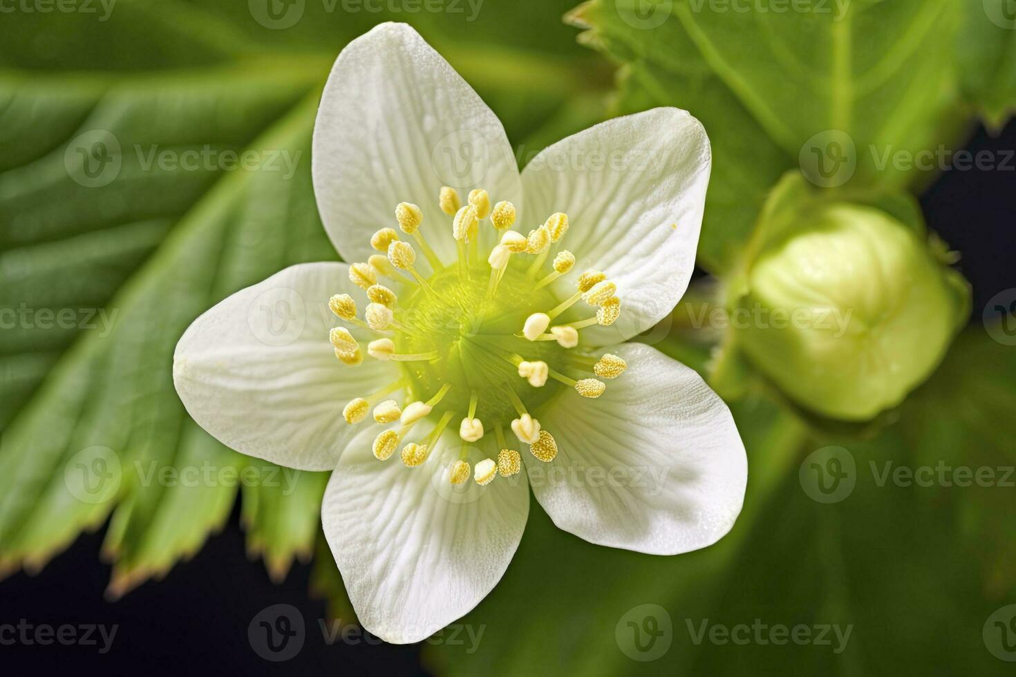 AI generated Strawberry flower. AI Generated photo