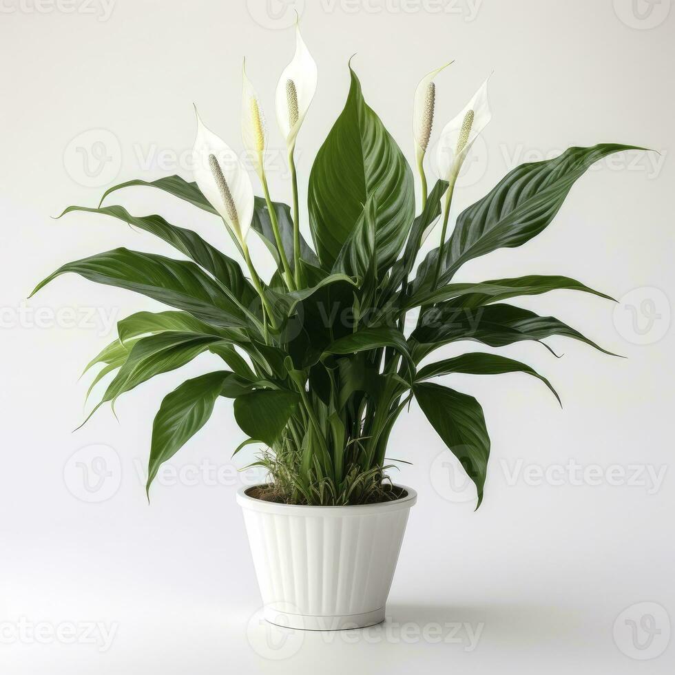 AI generated Peace Lily on a plain white background. AI Generated photo