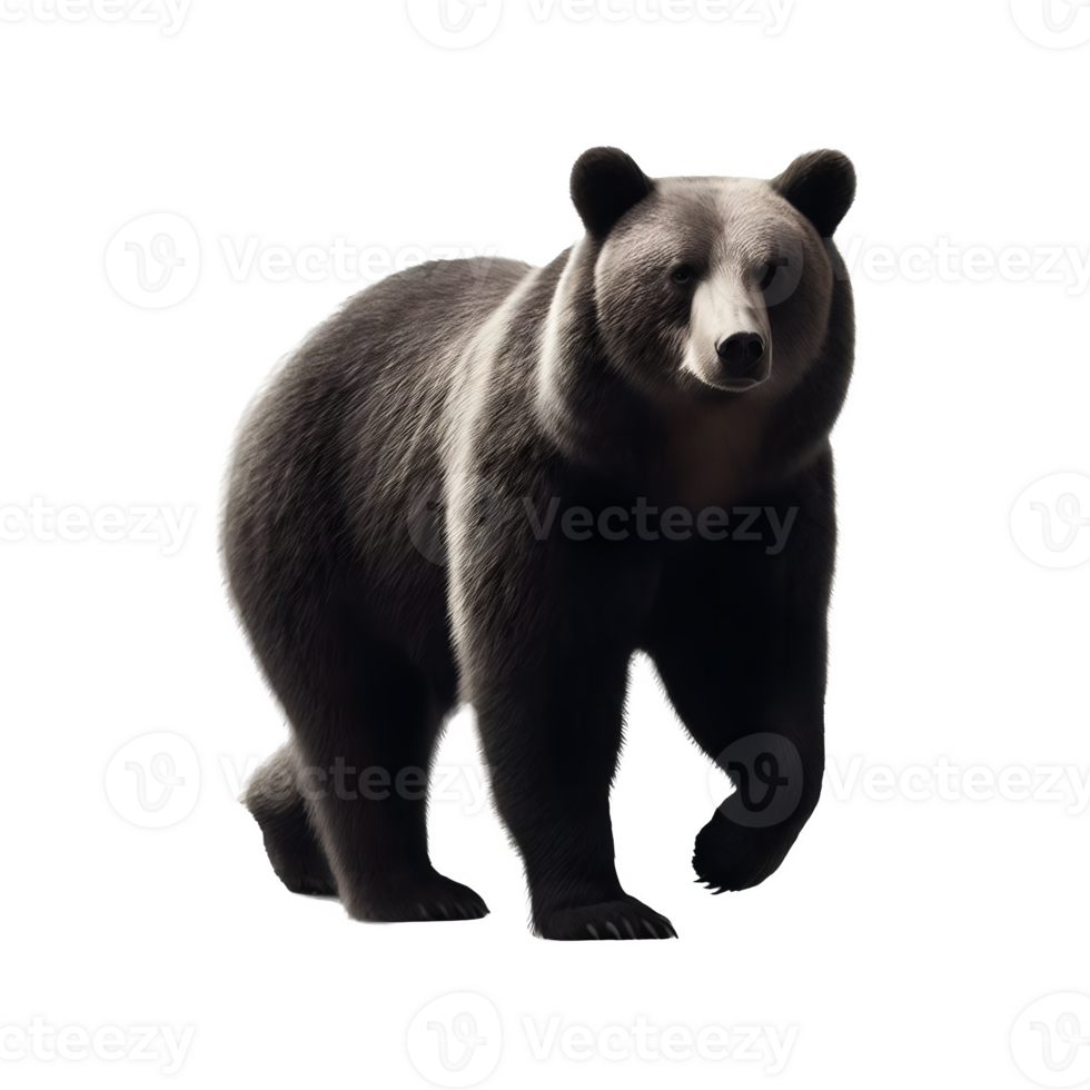 AI generated Isolated Bear animal on a transparent background, PNG Format