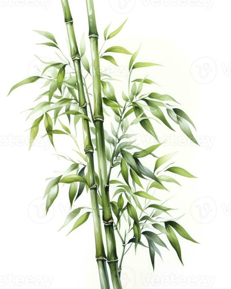 AI generated Watercolor bamboo clipart isolated on white background. AI Generated photo