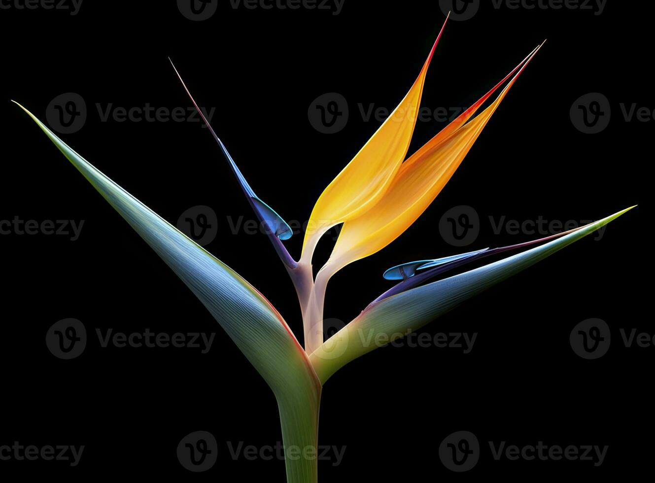 AI generated Bird of paradise flower isolated on black background. AI Generated photo