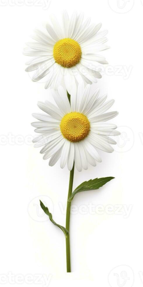 AI generated Common daisy isolated on white background. AI Generated photo