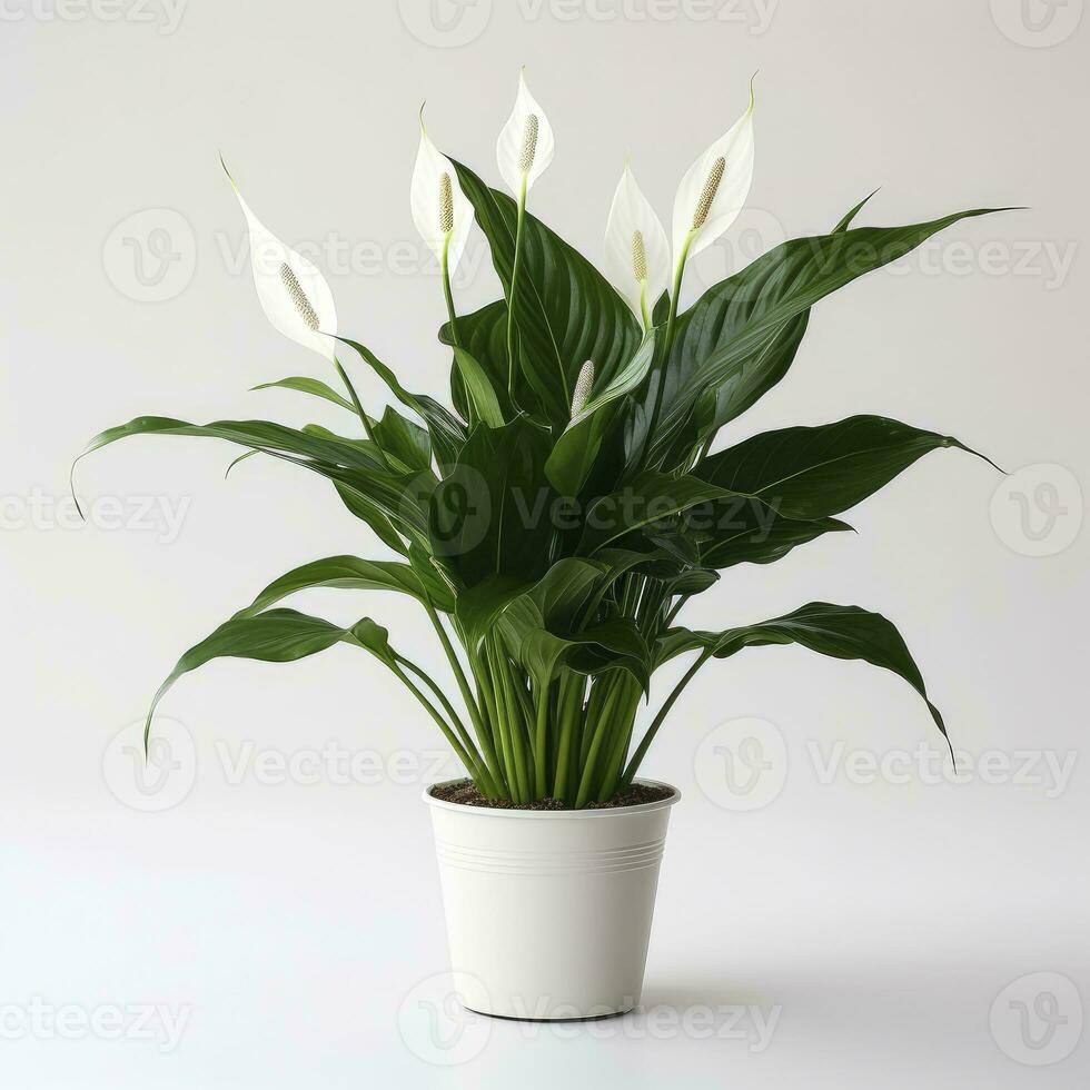 AI generated Peace Lily on a plain white background. AI Generated photo