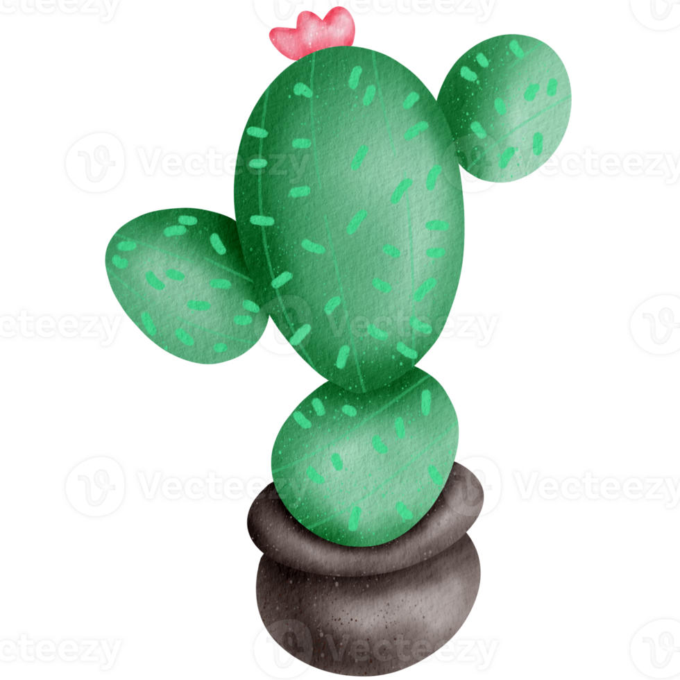 Cactus watercolor Clipart png