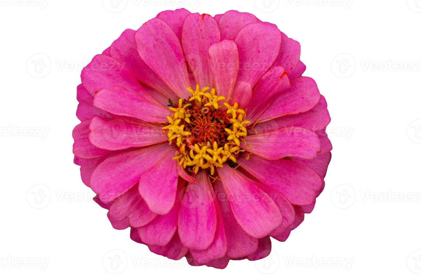 Pink Cosmos flower isolated on white background. photo