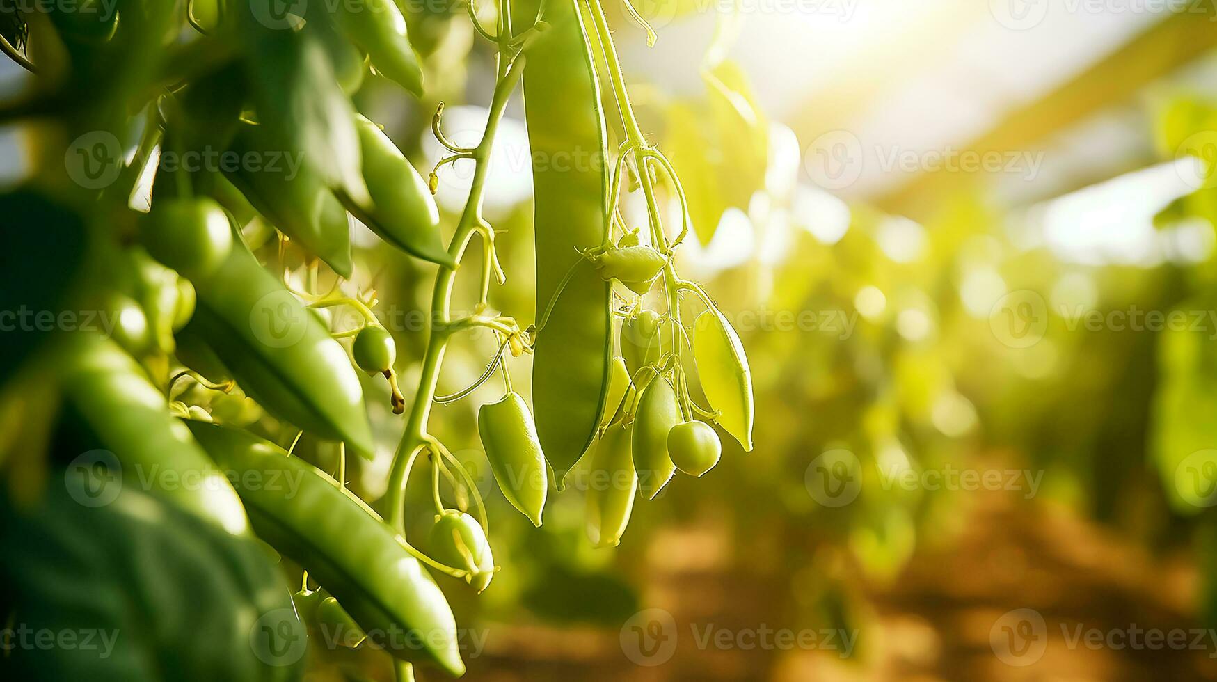 AI generated Ripe green peas buds on branches in farm greenhouse, sunshine photo