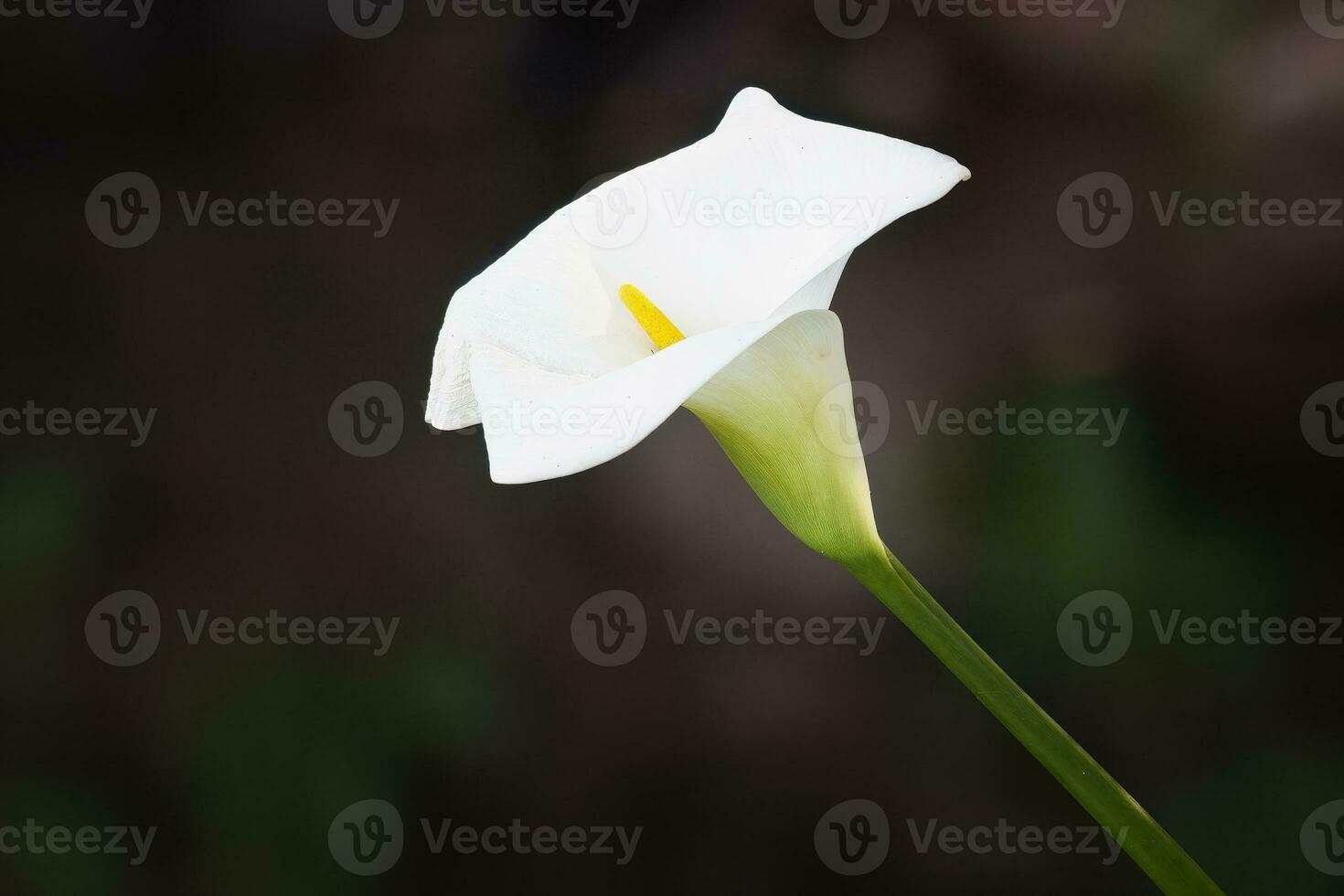 Arun Lily, Zantedeschia aethiopica, Kirstenbosch, Cape Town, South Africa photo