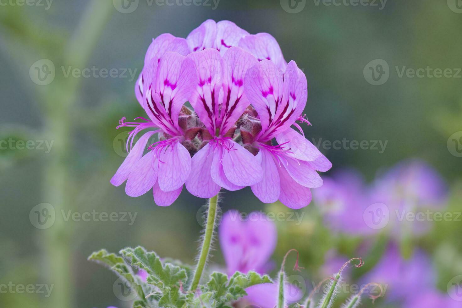Pelargonium botulinum, Kirstenbosch, Cape Town, South Africa photo