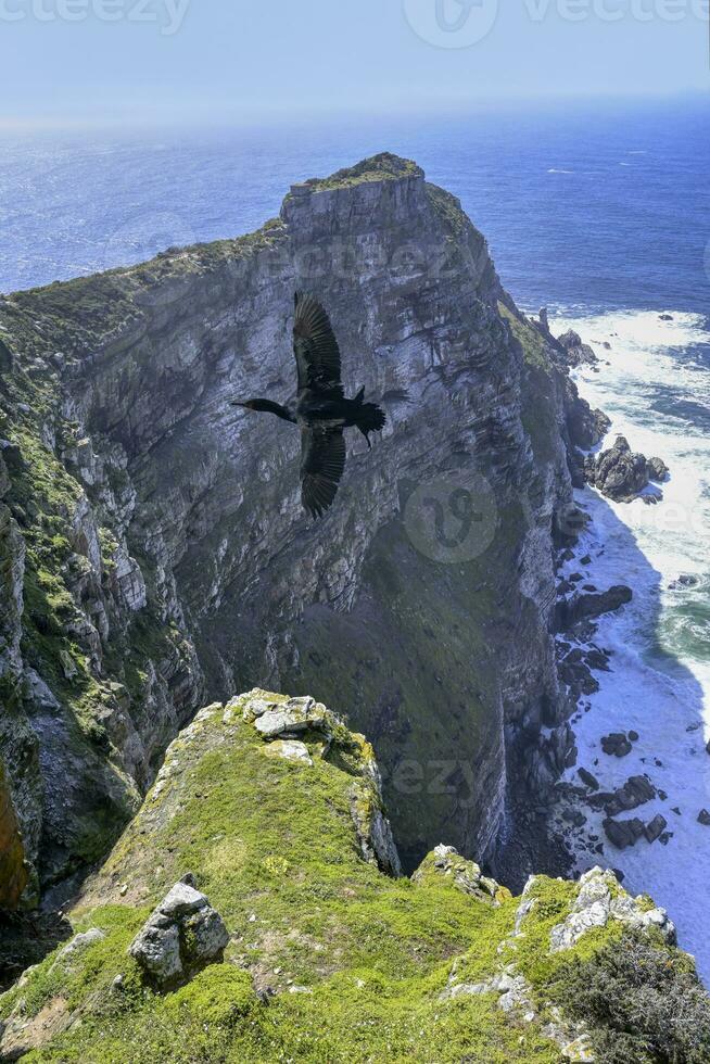 Cape Cormorant, Phalacrocorax capensis, flying over Cape Point, Cape of Good Hope, Cape Town, South Africa photo