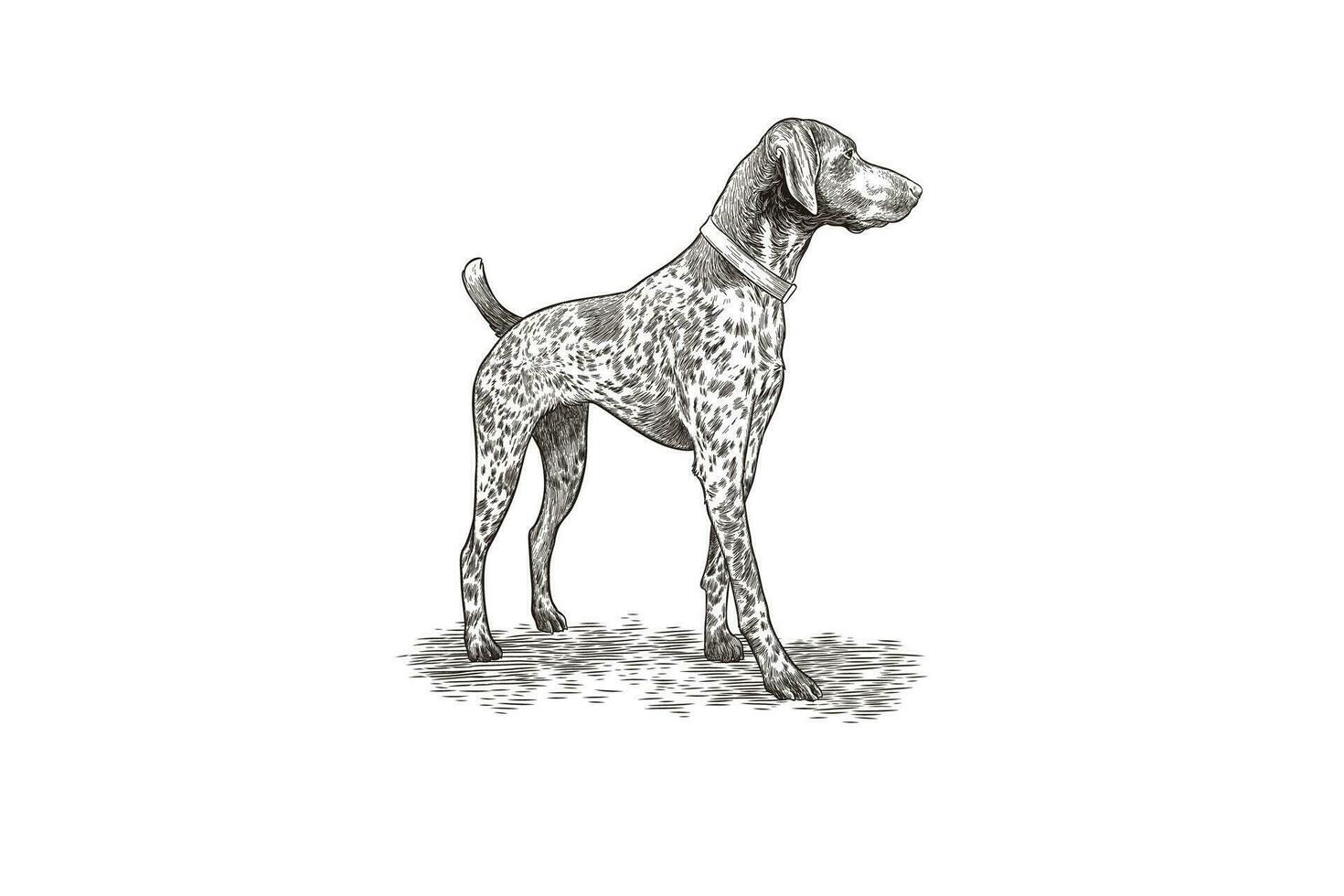 vector illustration of a hunting dog in black and white vintage style