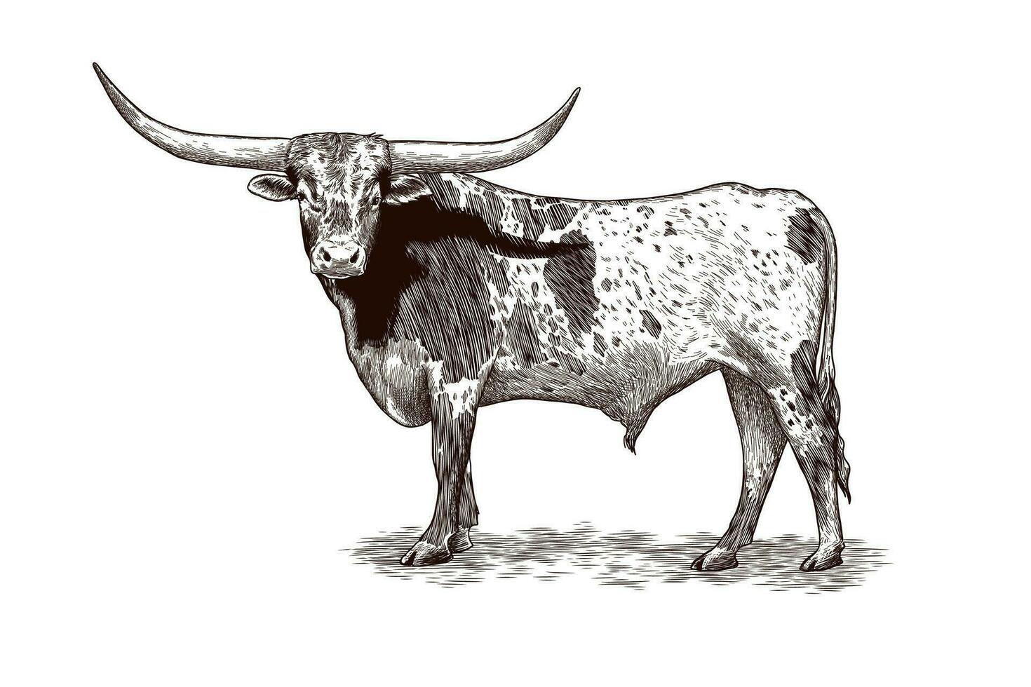 Texas Longhorn vector ilustración en Clásico estilo