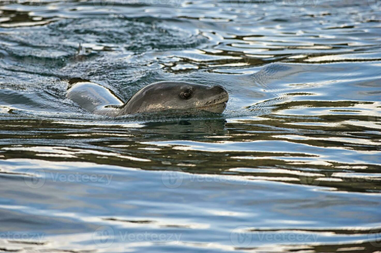 Leopard Seal, Hydrurga leptonyx, chasing, Cooper Bay, South Georgia photo