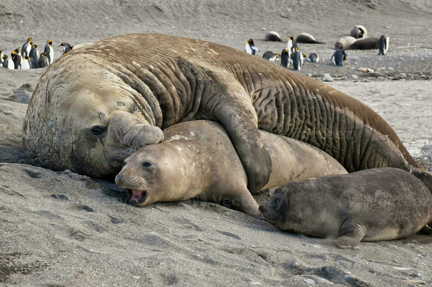 Southern Elephant Seal, Mirounga leonina, mating, St. Andrews Bay, South Georgia Island photo