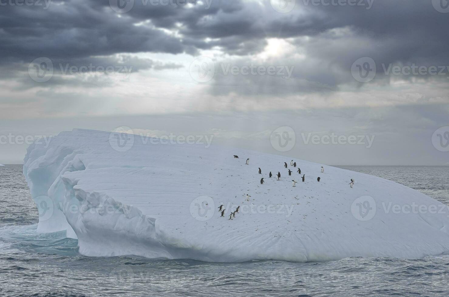 Gentoo penguin, Pygoscelis papua, on a floating iceberg, Cooper Bay, South Georgia, South Georgia and the Sandwich Islands, Antarctica photo