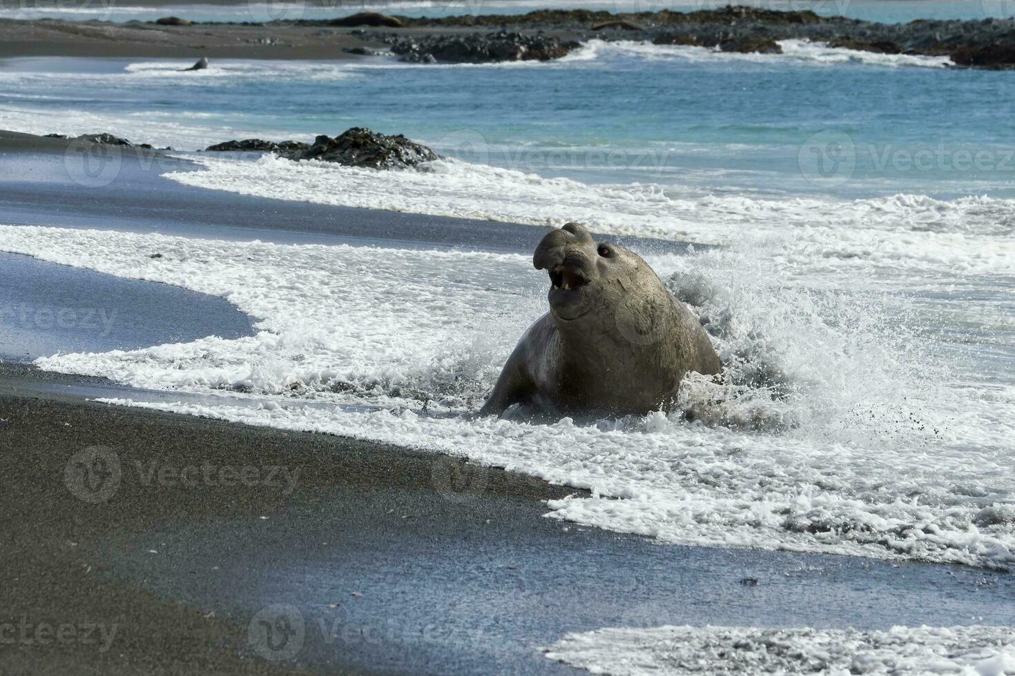 Male Southern Elephant seal, Mirounga leonina, coming out of the ocean waves, Right Whale Bay, South Georgia Island, Antarctic photo