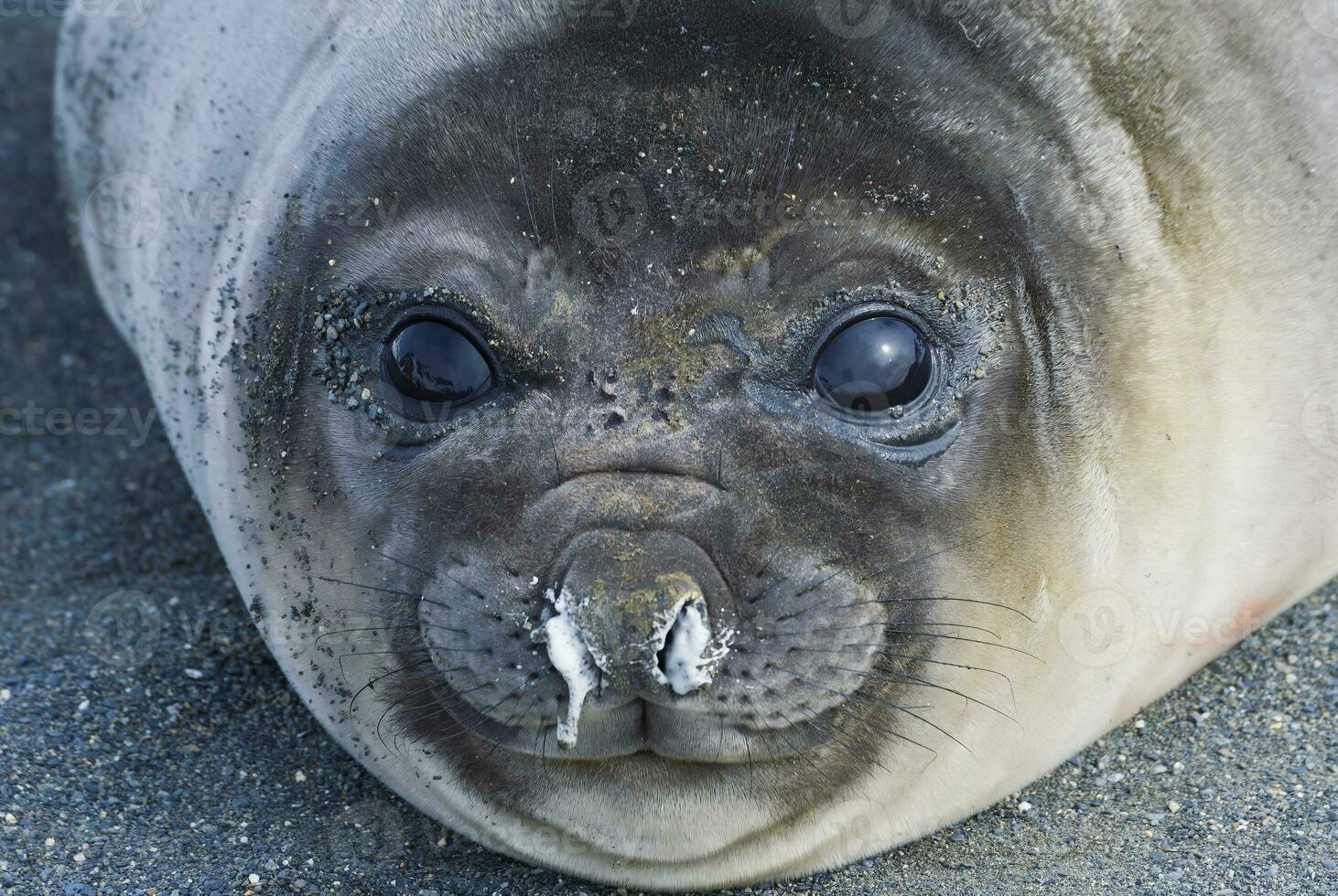 Young Southern Elephant seal,  Mirounga leonina, Portrait, Right Whale Bay, South Georgia Island, Antarctic photo