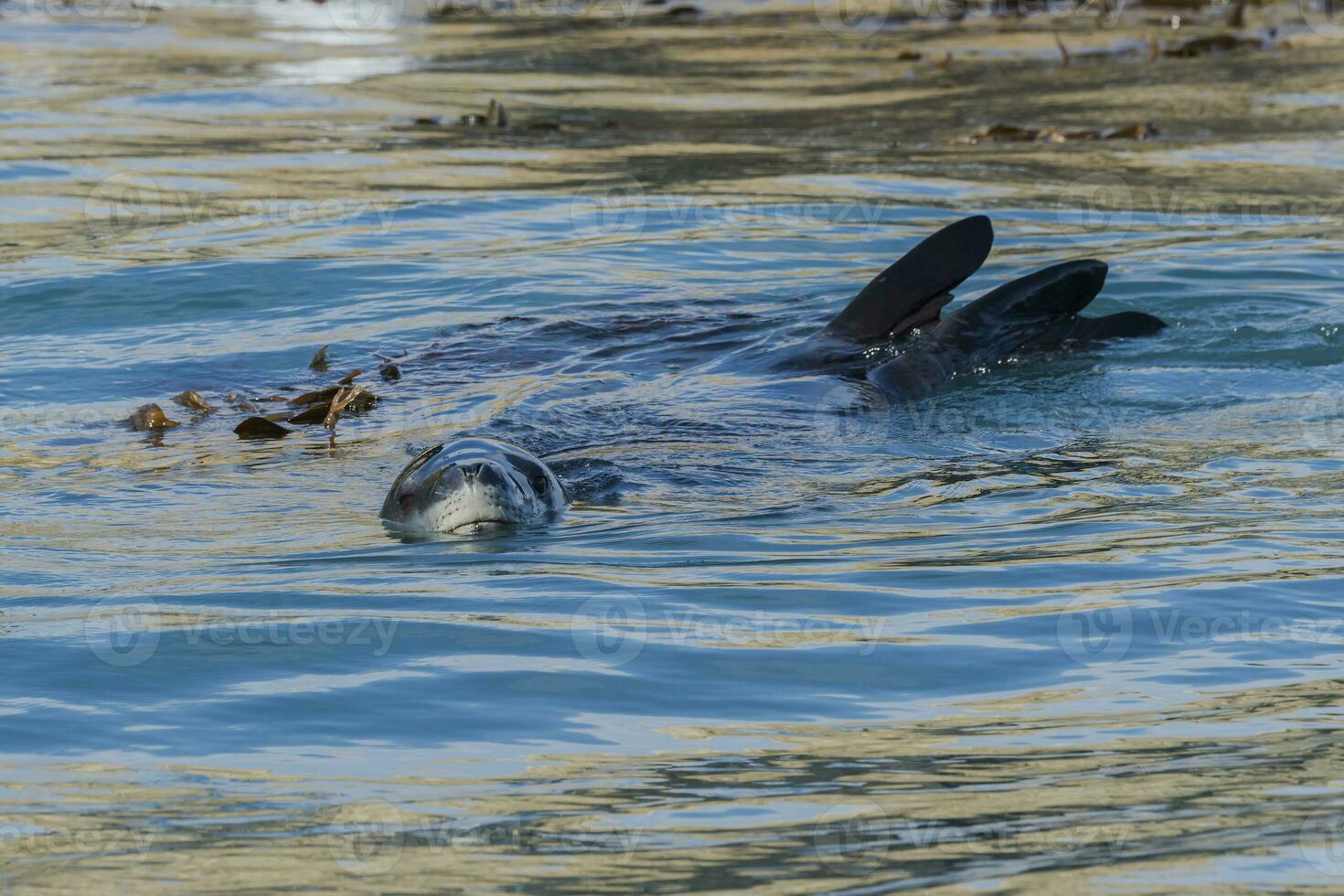 Leopard Seal, Hydrurga leptonyx, swimming between kelp grass, Gold Harbour, South Georgia, South Georgia and the Sandwich Islands, Antarctica photo
