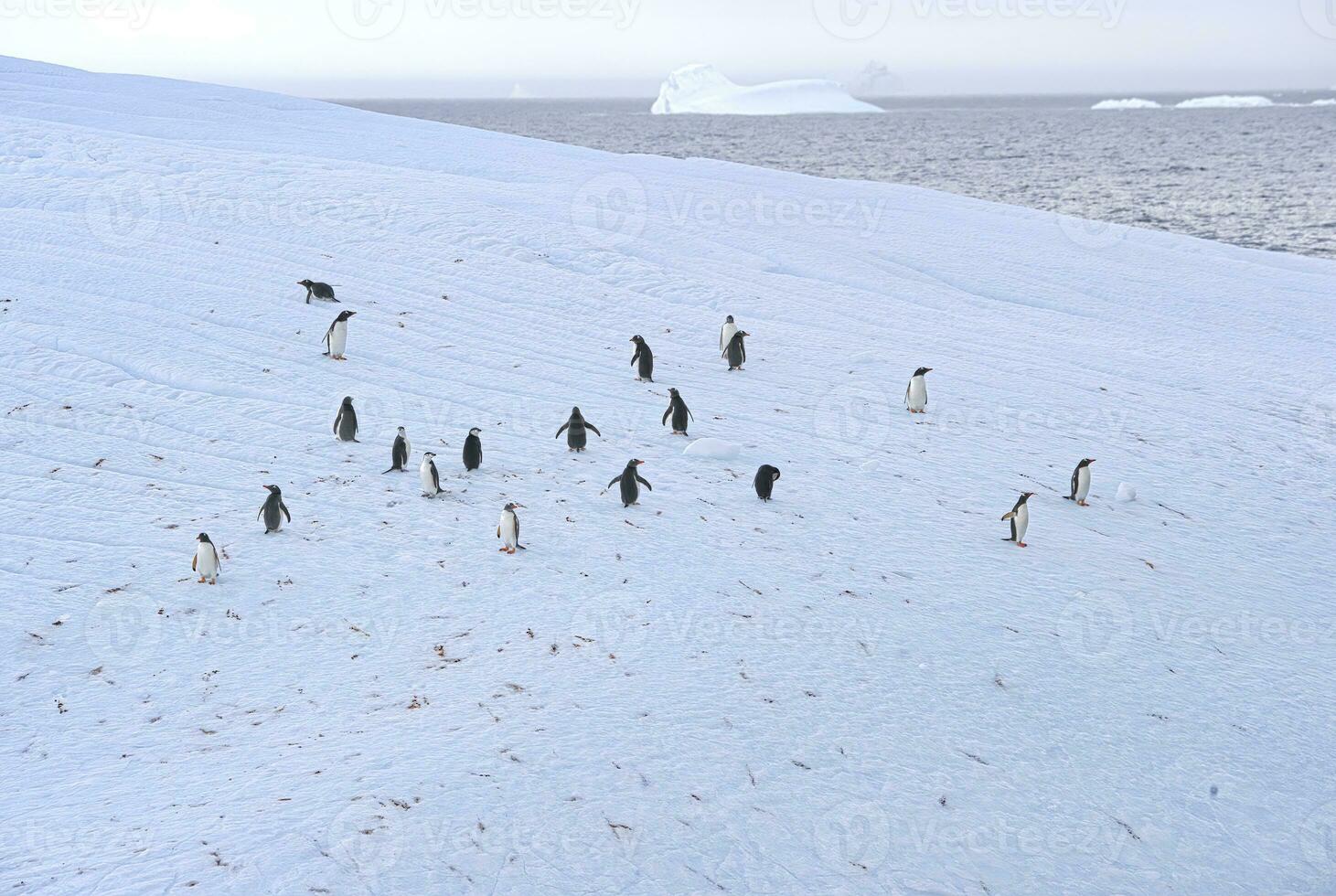 Gentoo penguin, Pygoscelis papua, on a floating iceberg, Cooper Bay, South Georgia, South Georgia and the Sandwich Islands, Antarctica photo
