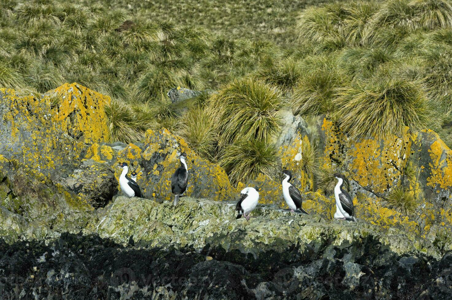 Imperial Shags, Phalacrocorax atriceps, on lichen covered rocks, Undine harbour, South Georgia Island, Antarctic photo