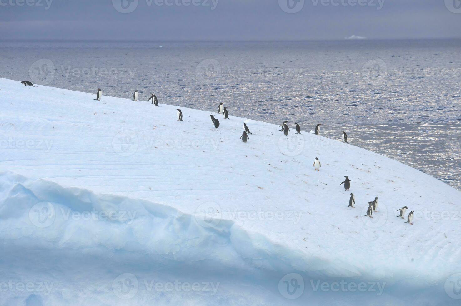 Gentoo penguin, Pygoscelis papua, on a floating iceberg, Cooper Bay, South Georgia, South Georgia and the Sandwich Islands, Antarctica photo