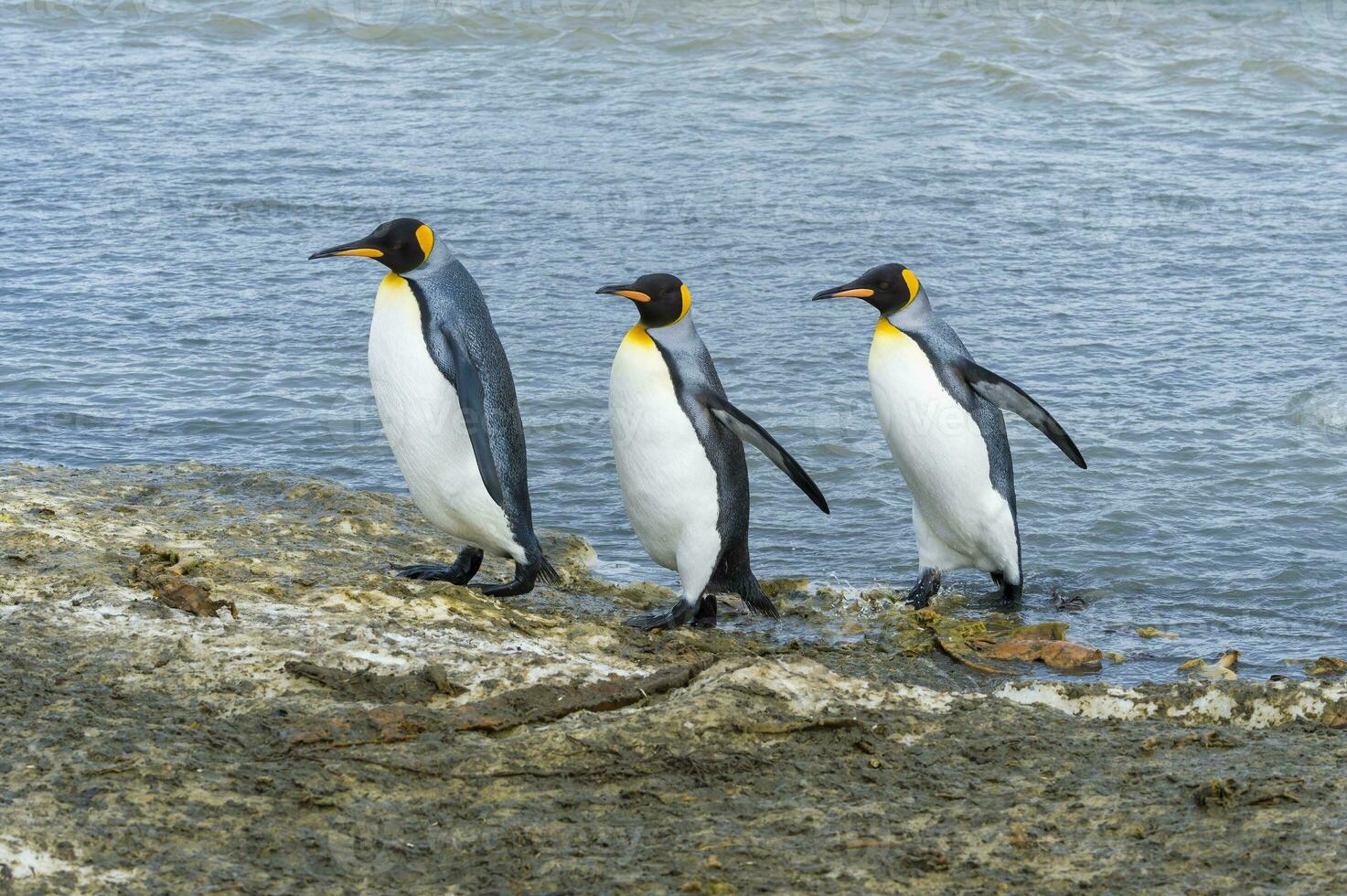 King penguins, Aptenodytes patagonicus, crossing a stream, Right Whale Bay, South Georgia Island, Antarctic photo