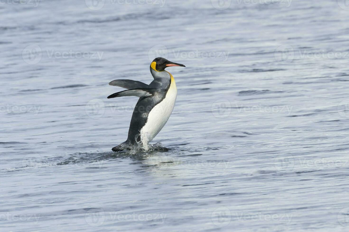 Rey pingüino, aptenoditos patagónico, viniendo fuera de el agua, Salisbury plano, sur Georgia isla, antártico foto