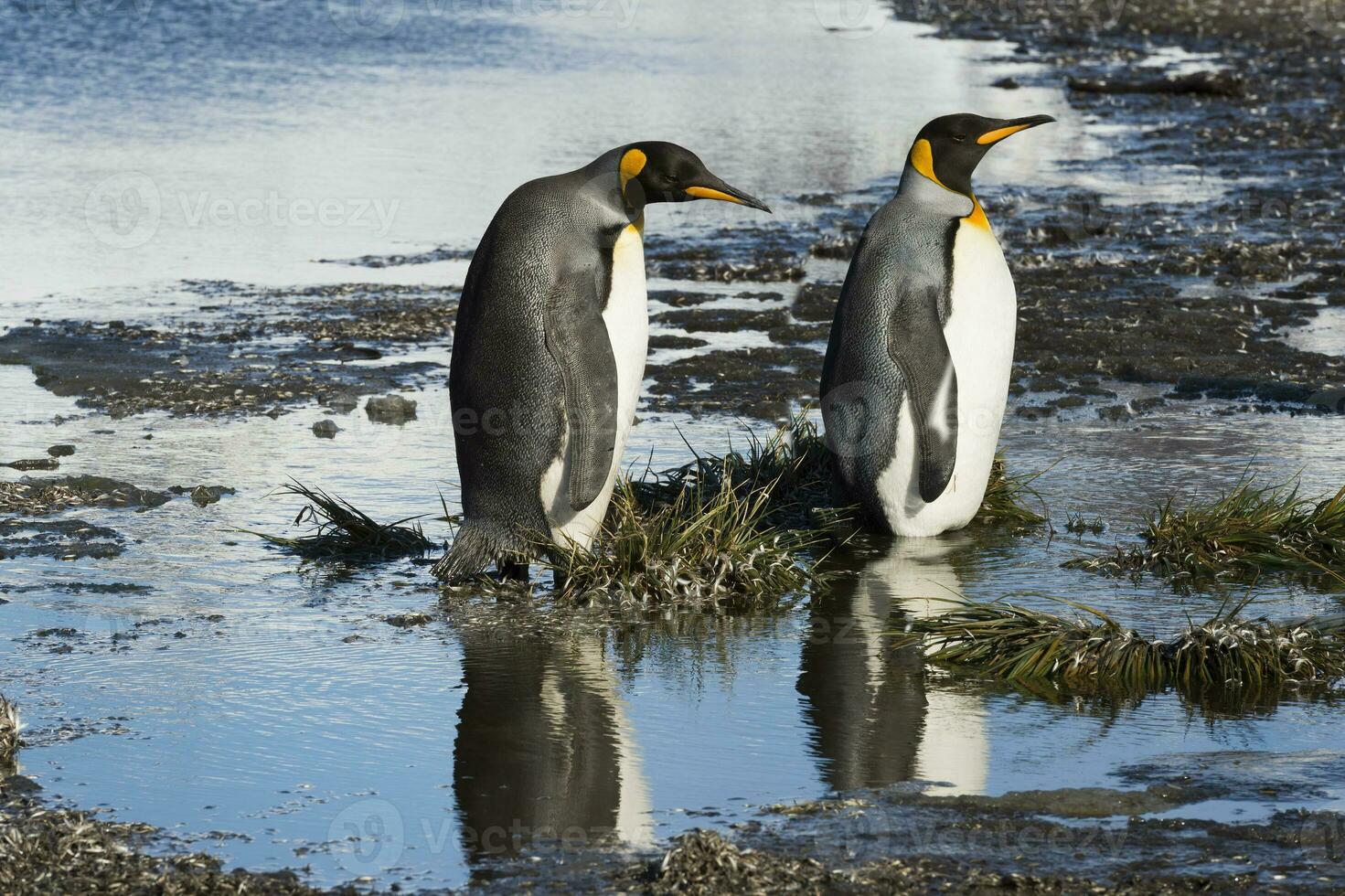 Two King penguins, Aptenodytes patagonicus, crossing a stream, Salisbury Plain, South Georgia, Antarctic photo