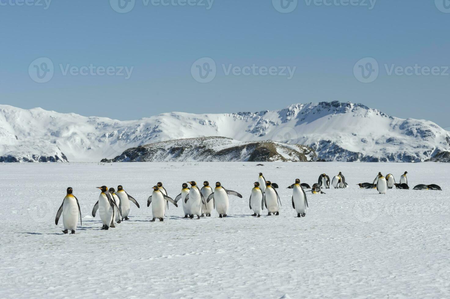 Group of King penguin, Aptenodytes patagonicus, walking on snow covered Salisbury Plain, South Georgia Island, Antarctic photo