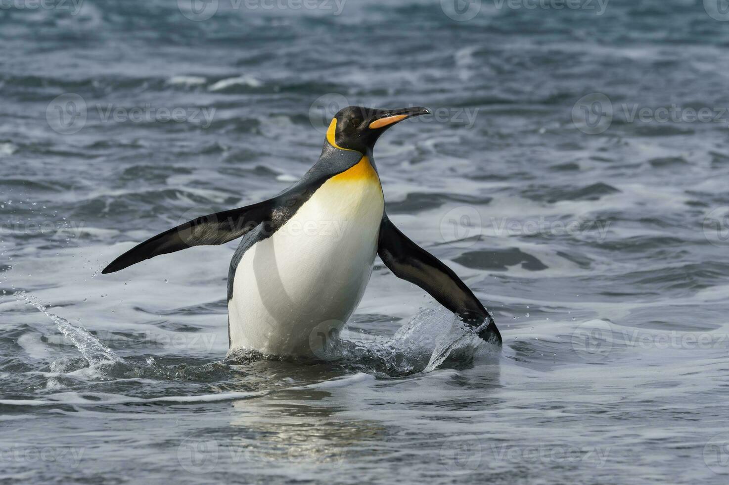 King penguin, Aptenodytes patagonicus,  coming out of the water, Salisbury Plain, South Georgia Island, Antarctic photo