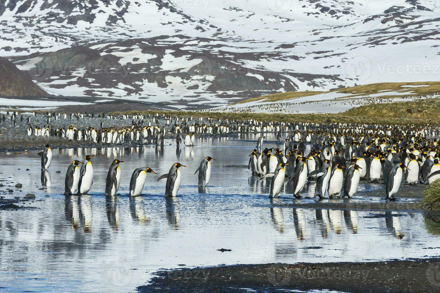 Group of King penguins, Aptenodytes patagonicus, crossing a stream, Salisbury Plain, South Georgia, Antarctic photo