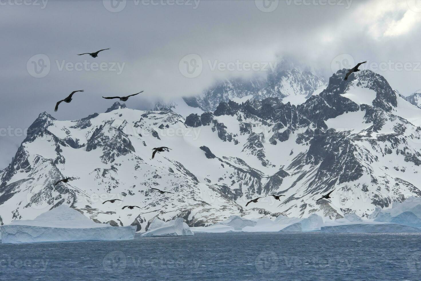 Cooper Bay, Floating Icebergs, South Georgia, South Georgia and the Sandwich Islands, Antarctica photo