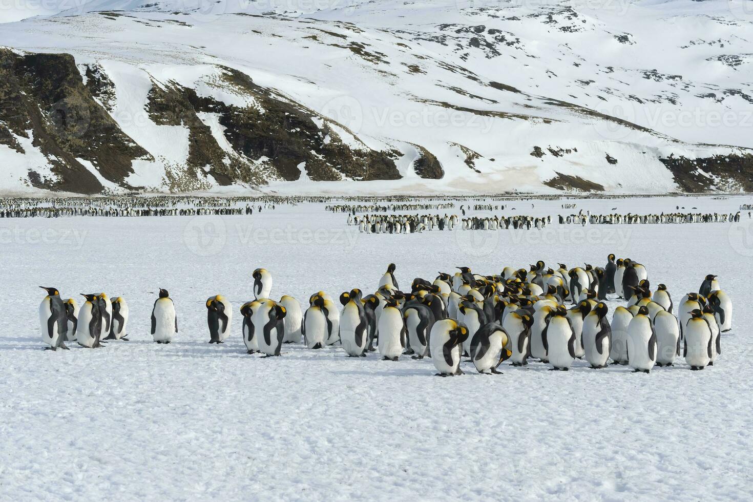 King penguins, Aptenodytes patagonicus, walking on snow covered Salisbury Plain, South Georgia Island, Antarctic photo