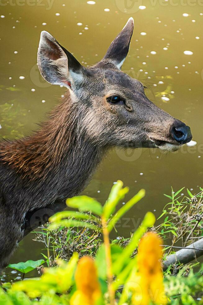A female deer in the forest photo