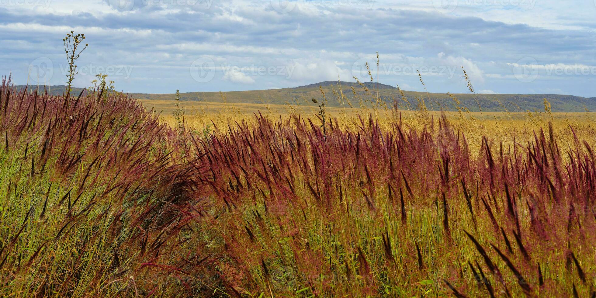 Serra da Canastra landscape with Melinis minutiflora herbs, Capin Melao, Minas Gerais, Brazil photo