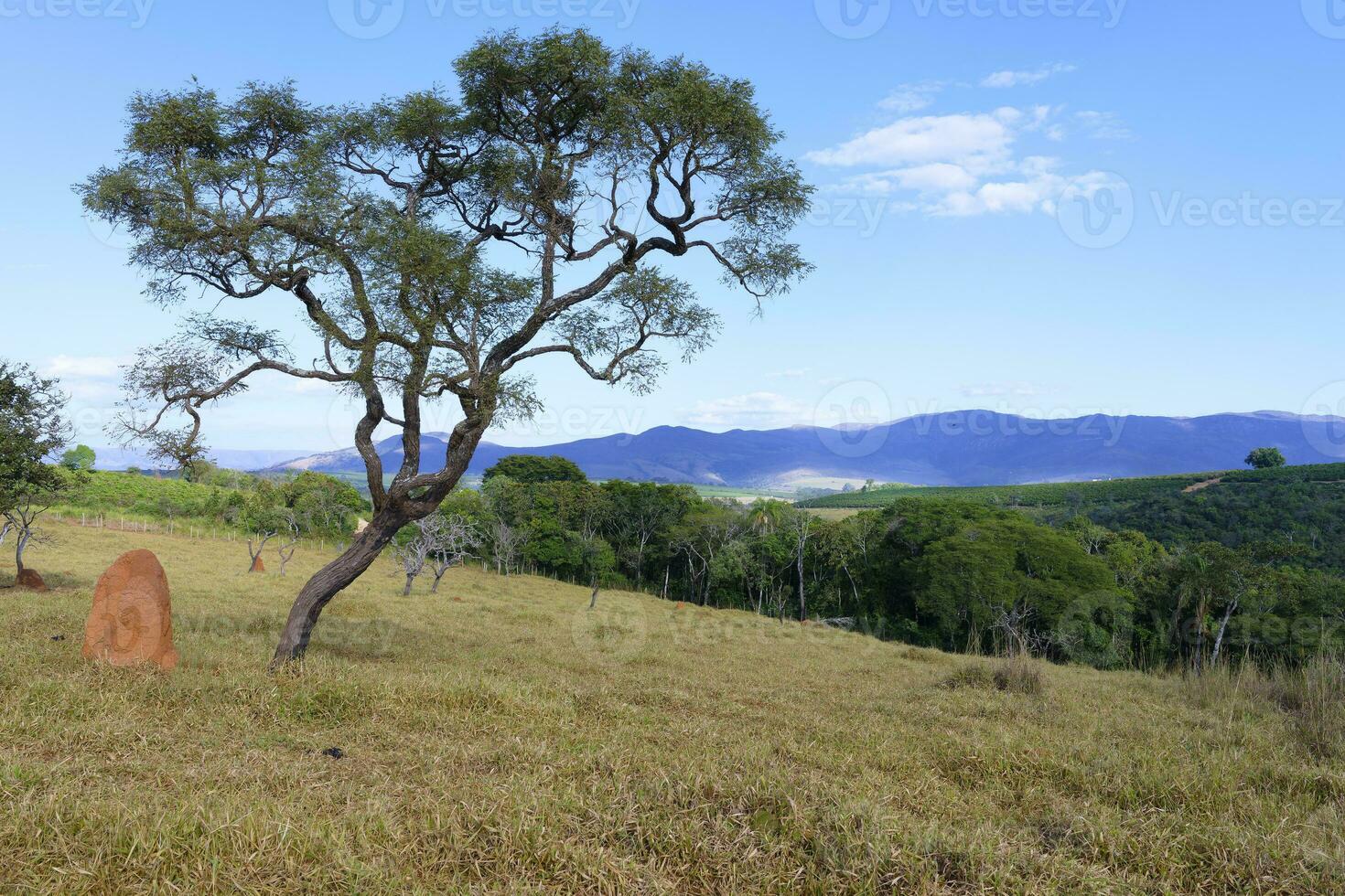 árbol y termita montículo, serra da canastra paisaje, sao roque das minas, minas gerais estado, Brasil foto