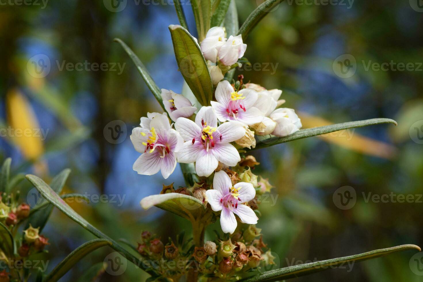 Trembleya parviflora, Serra da Canastra, Minas Gerais, Brazil photo