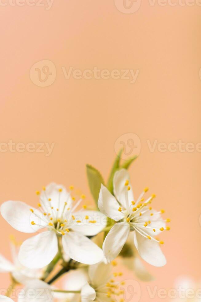 Beautiful spring flowers bloom on peach fuzz trendy color 2024 background photo
