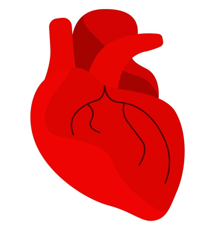 Human heart. Red heart icon, symbol. Medical vector illustration, flat design element, cartoon style, isolated on white background.