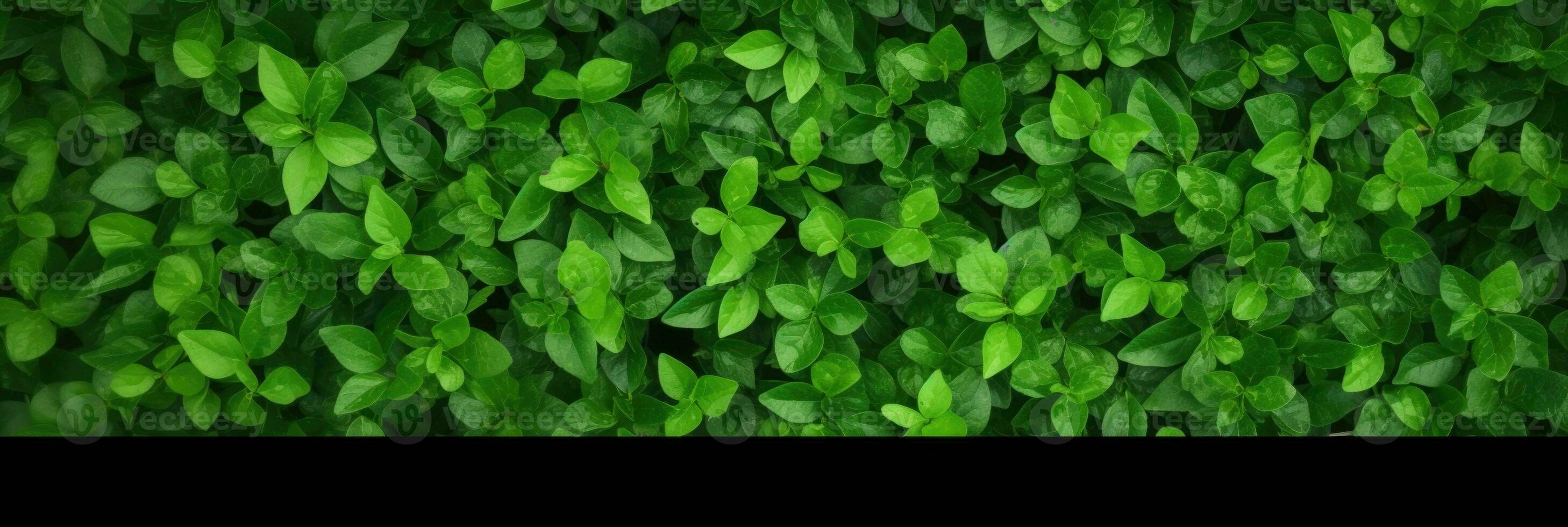 AI generated Green Leaves background panorama view photo