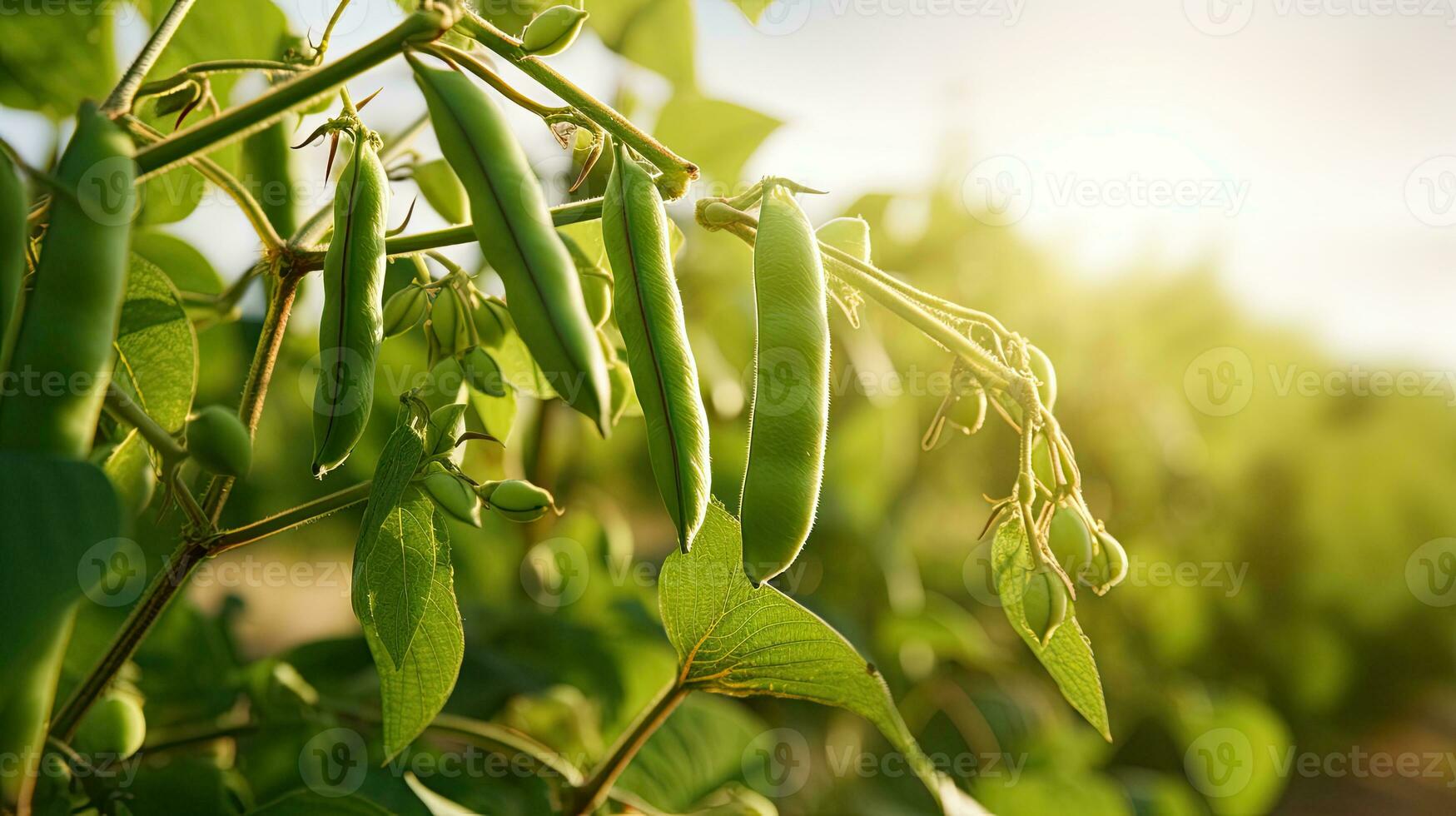 AI generated Fresh soy bean on the field with light exposure AI Generative photo