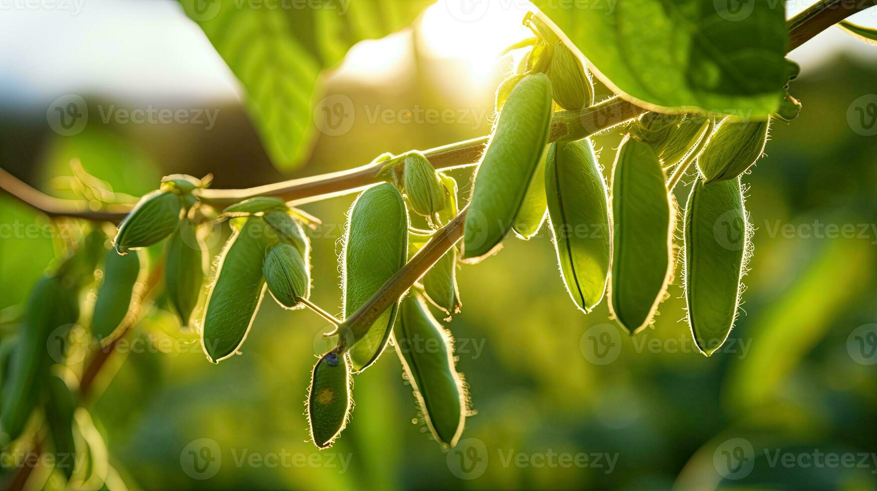 AI generated Fresh soy bean on the field with light exposure AI Generative photo