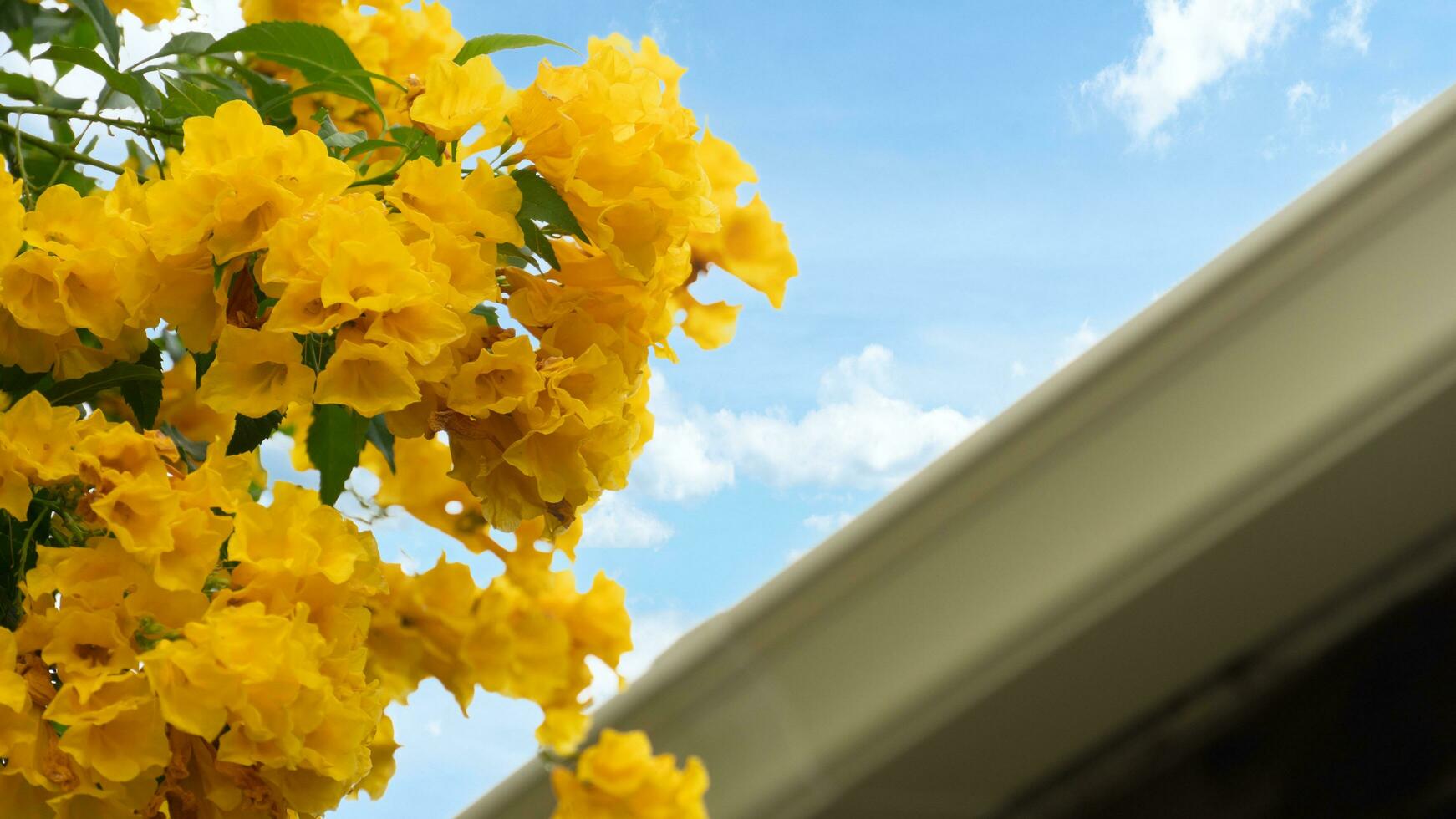 Close up group of  fower yellow elder on the tree.  Blurred of roof drainage gutter PVC. under blue sky and white clouds. photo