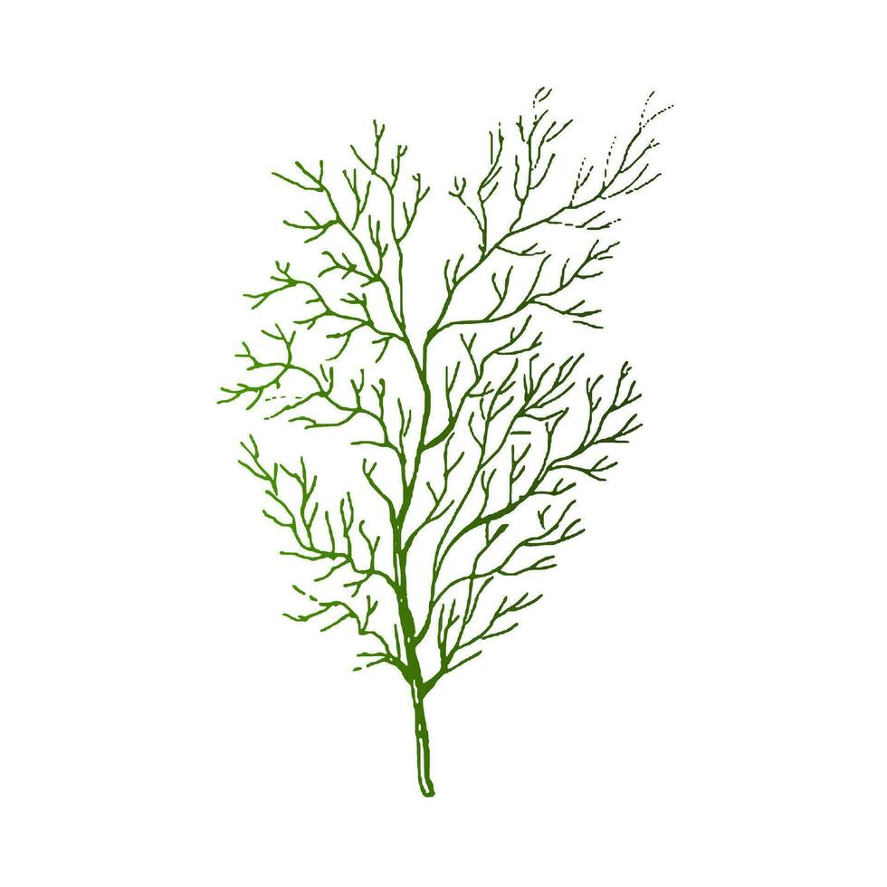 Organic food. Hand drawn colored vector sketch  of dill. Doodle vintage illustration. Decorations for the menu of cafes and labels. Engraved image.