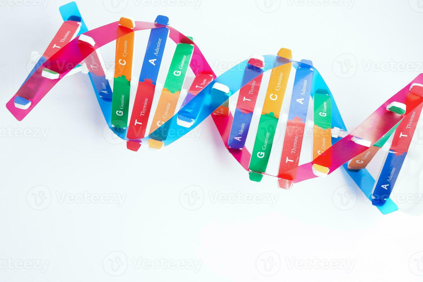 DNA molecule spiral structure model isolated on white background, chromosome and gene chemical science biology. photo