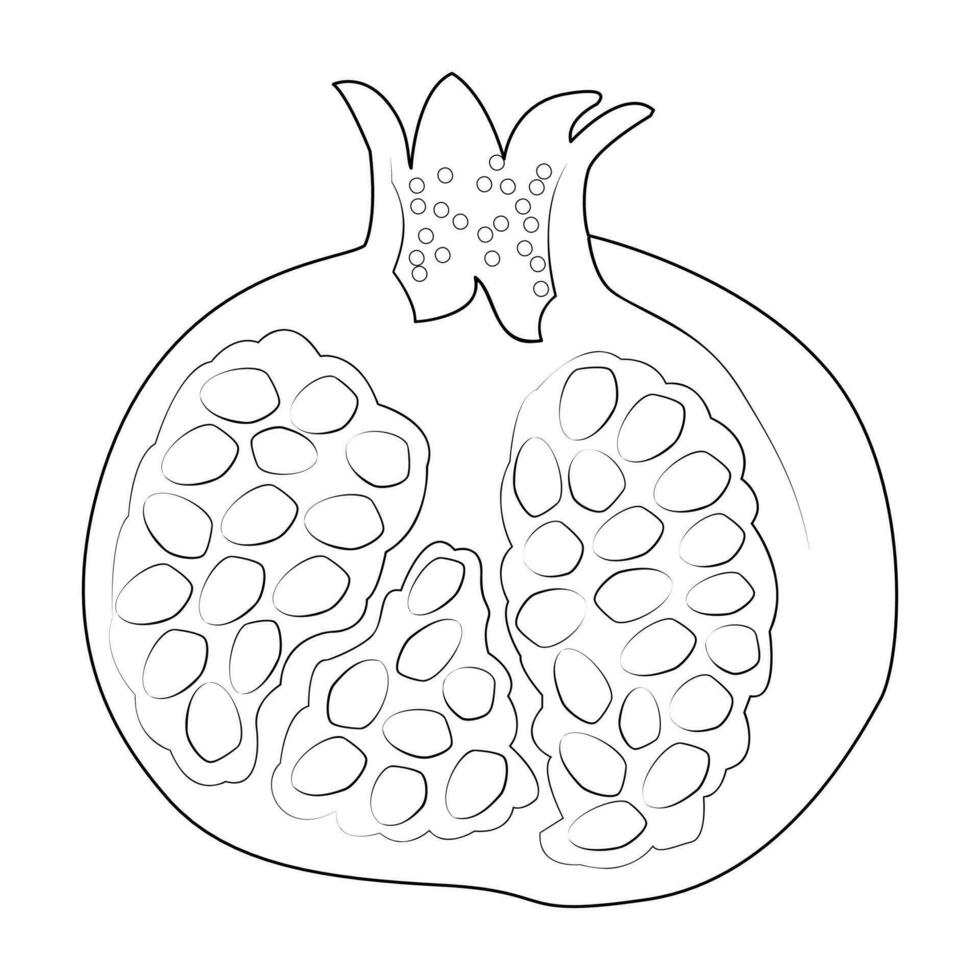 Pomegranate Illustration. Line Art. vector